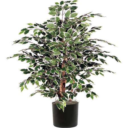 4 ft. Green Mini Ficus Extra Full in Plastic Pot