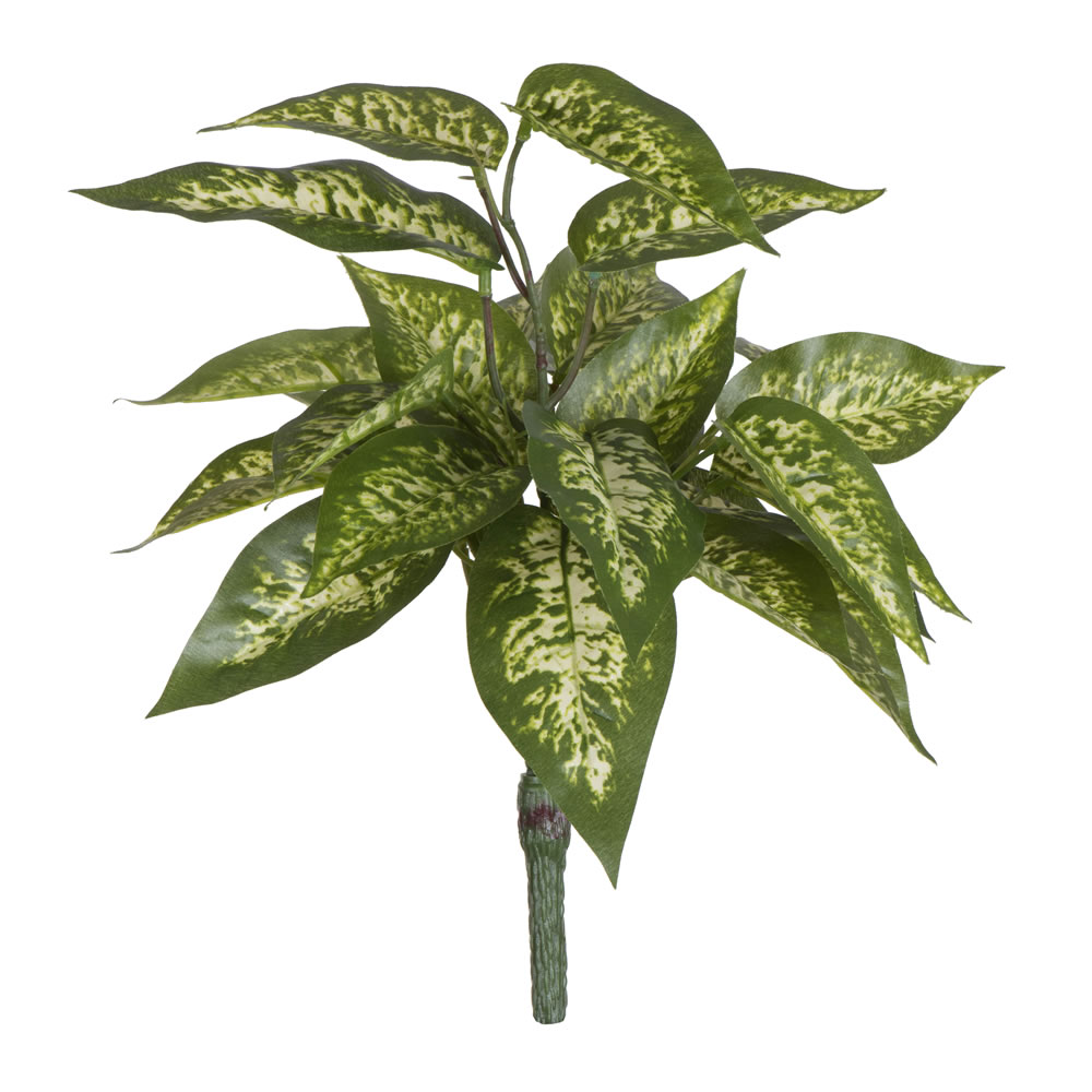 11 in. Green Dieffenbachia Bush
