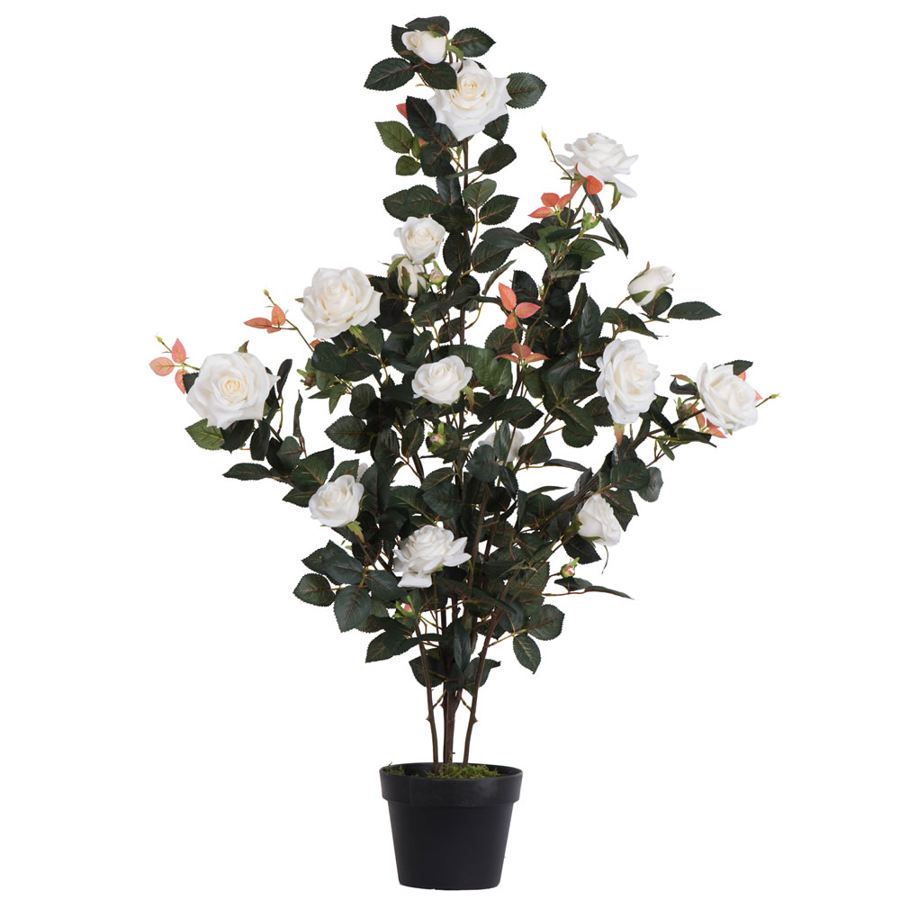 45 in. White Rose Plant in Pot
