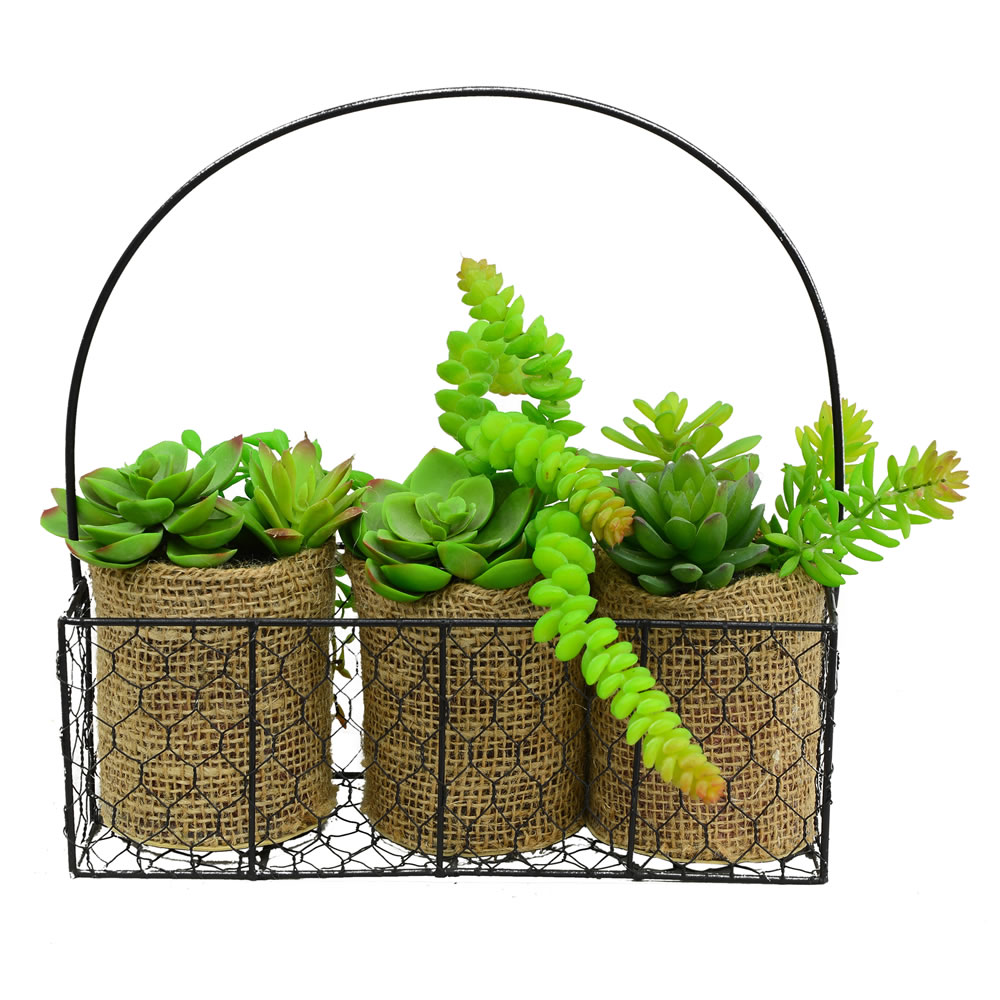 11 in. Assorted Succulents in Galvanized Hanger