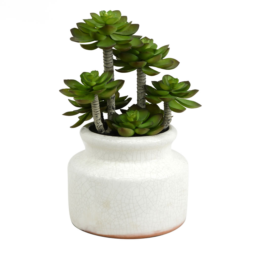 11 in. Green Succulent in Round Ceramic Pot