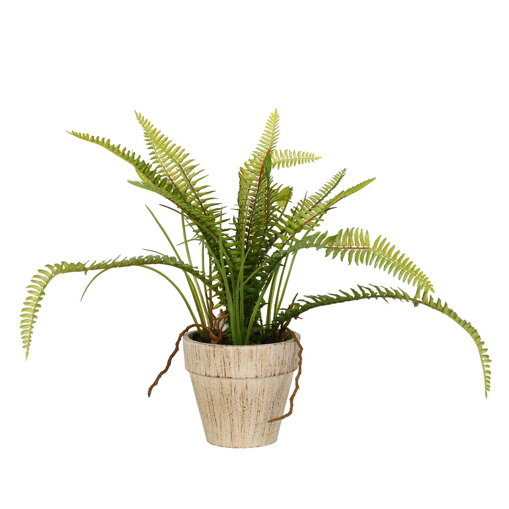 Green Fern Bush