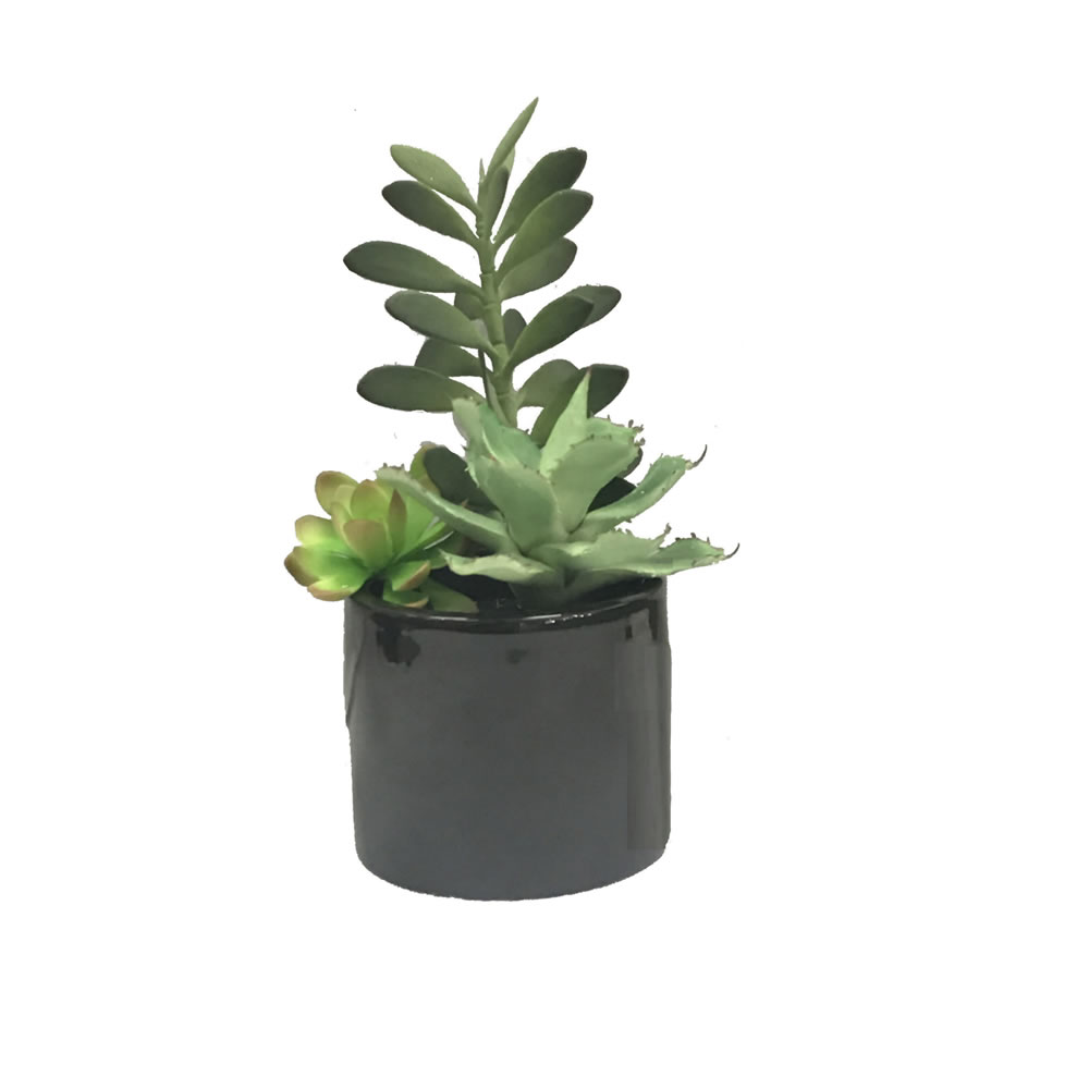 9 in. Green Succulents in Cement Pot