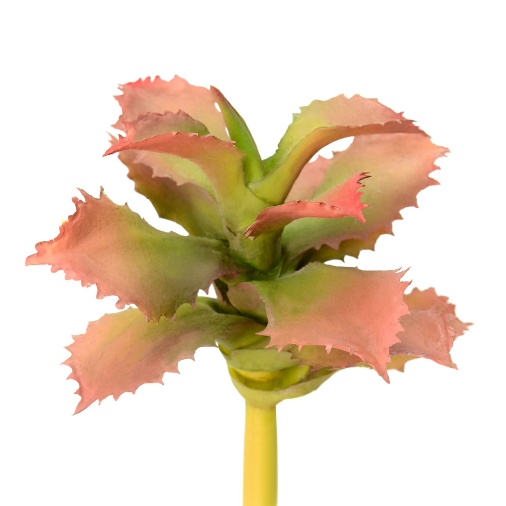 5 in. Red & Green Adromischus Pick