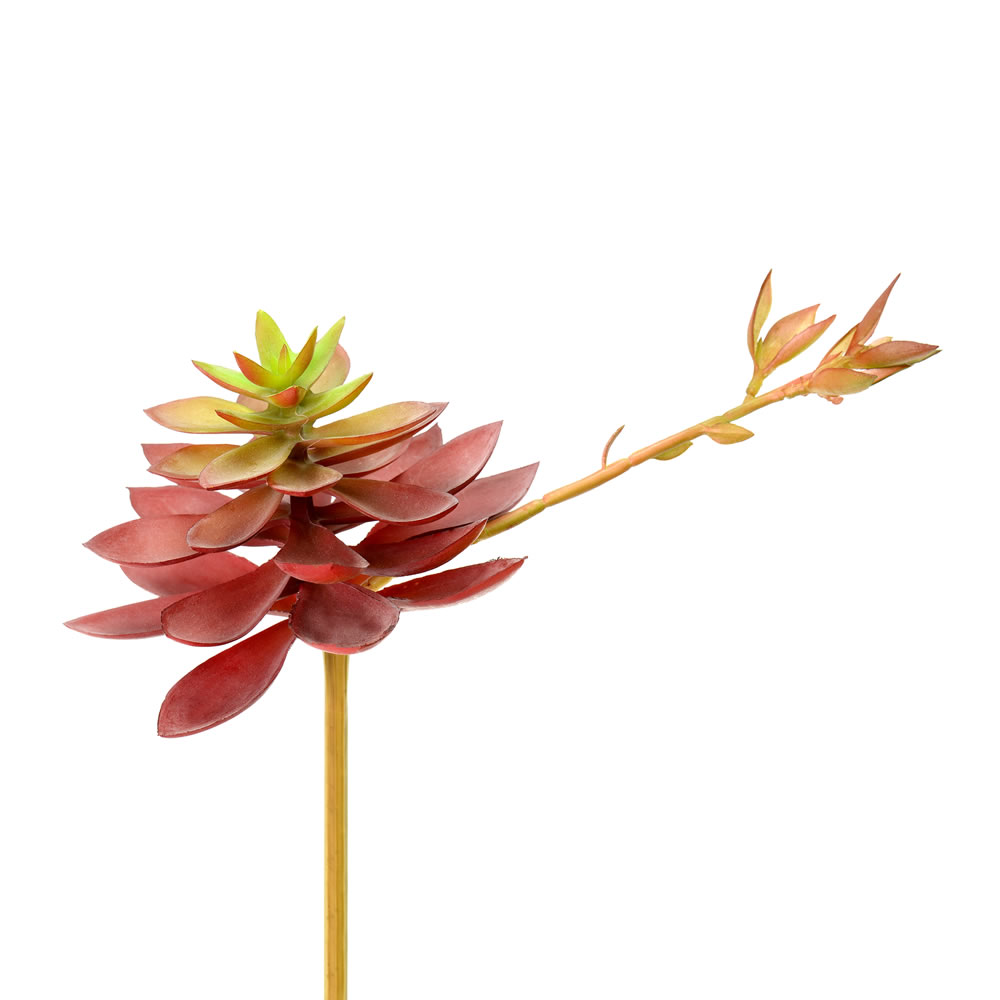 6 in. Black Prince Echeveria Pick
