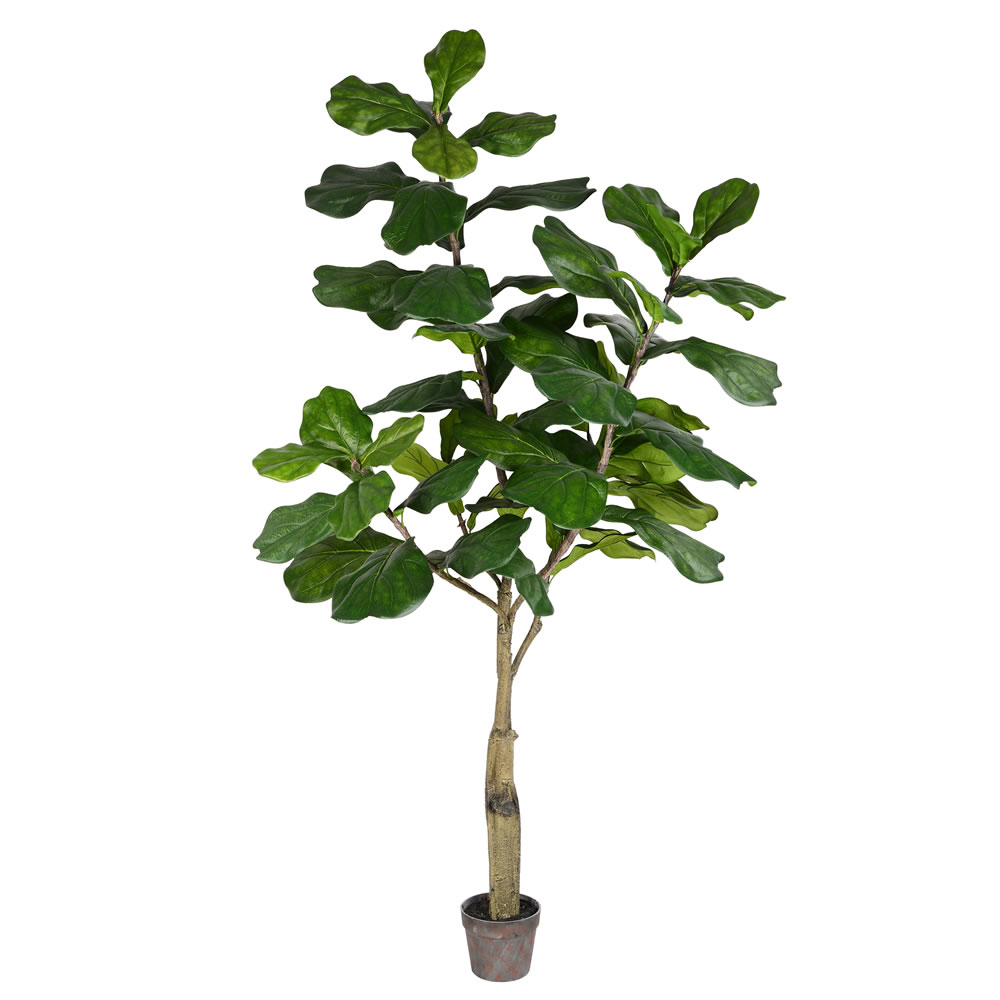 6 ft. Potted Fiddle Tree 65-Leaves