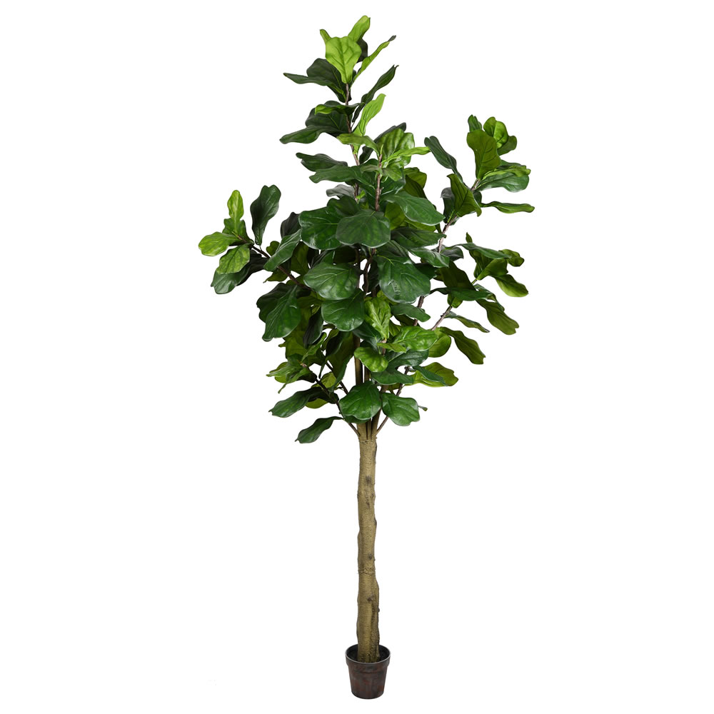 8 ft. Potted Fiddle Tree 114-Leaves