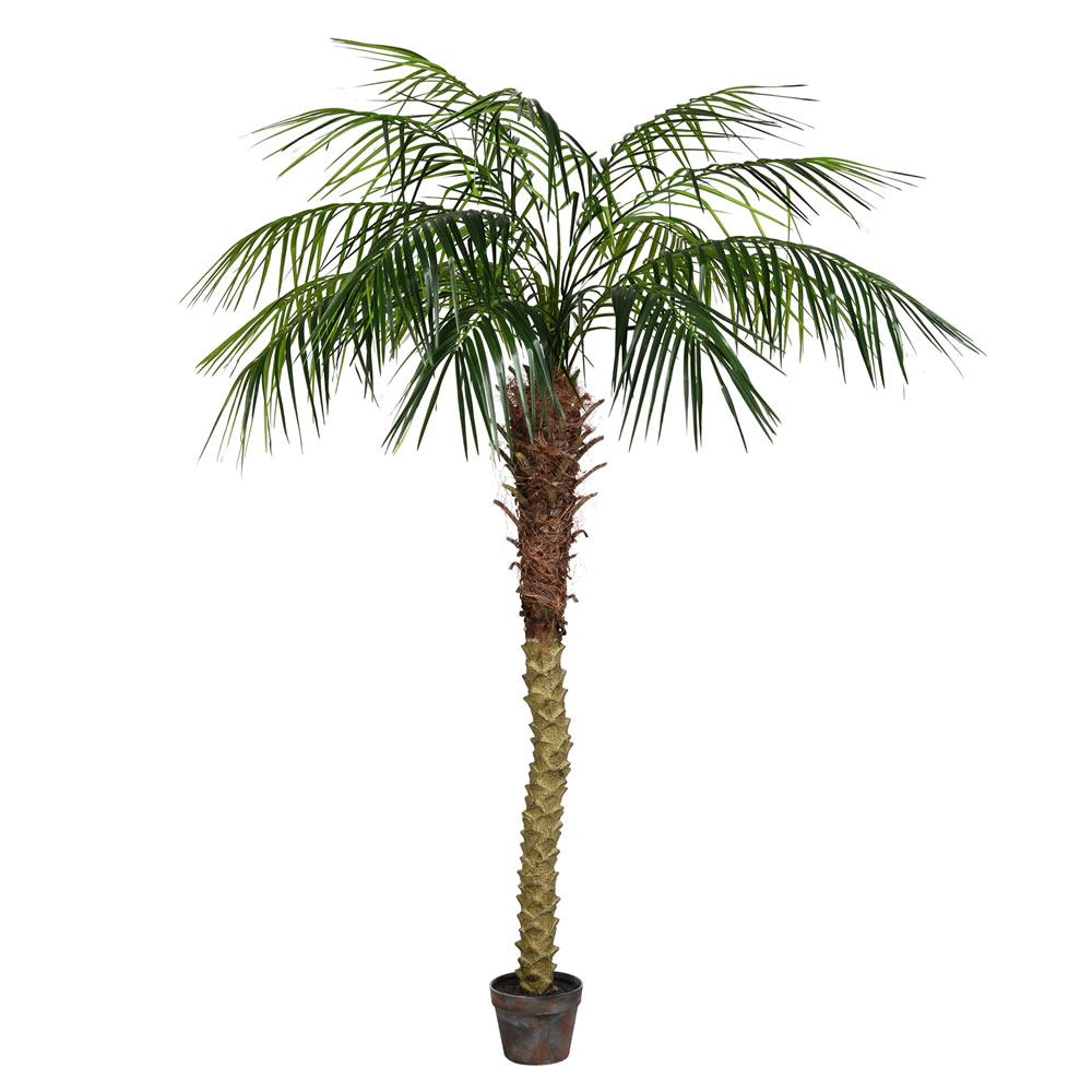6 ft. Potted Pheonix Palm Tree 545-Leaves