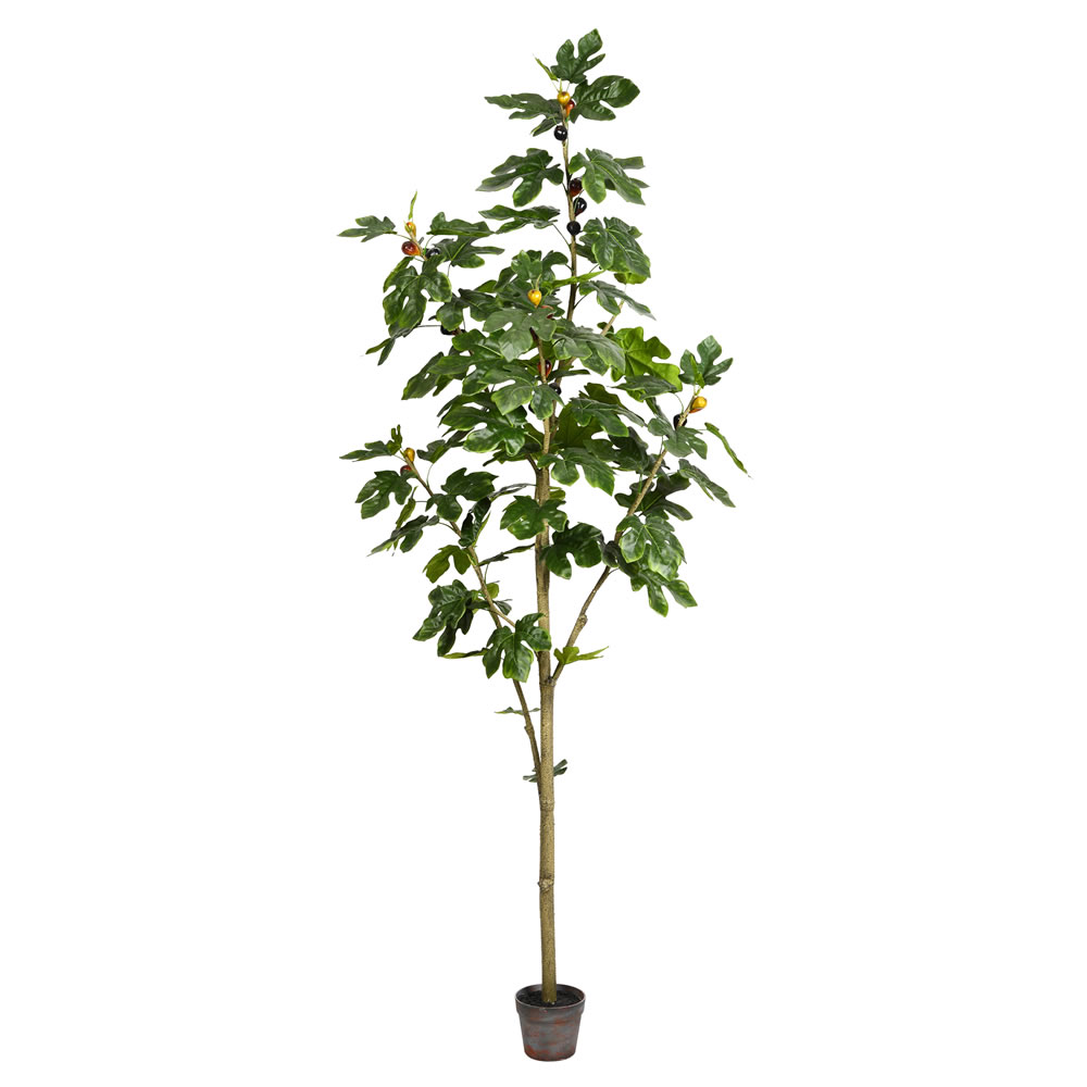 7 ft. Potted Fig Tree 86-Leaves
