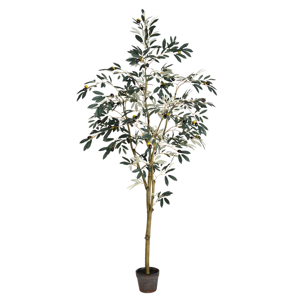 6 ft. Potted Olive Tree 777-Leaves