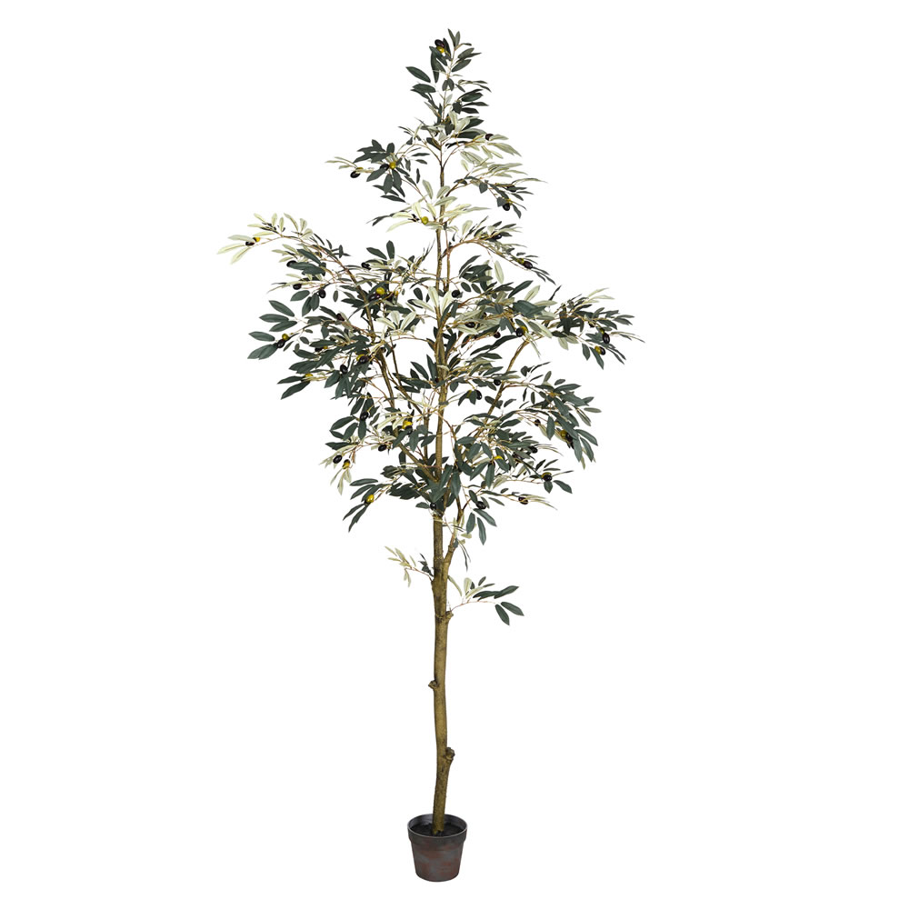 7 ft. Potted Olive Tree 1175-Leaves