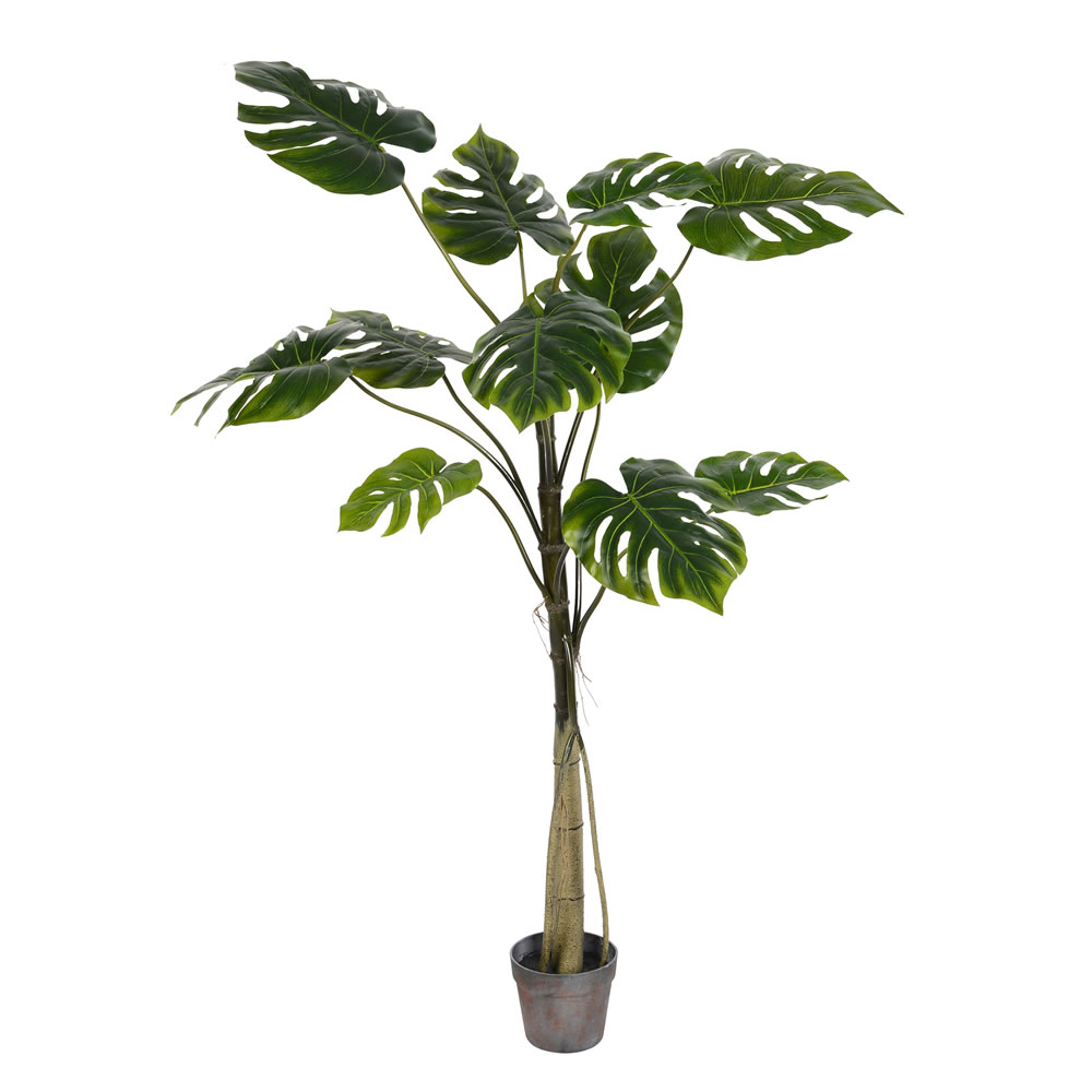 54 in. Potted Grand Split Philo Tree 11-Leaves