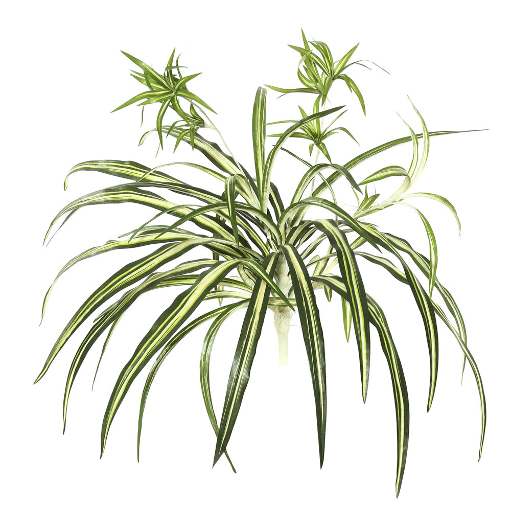 24 Spider Plant w/82 Green Lvs 2/Bag