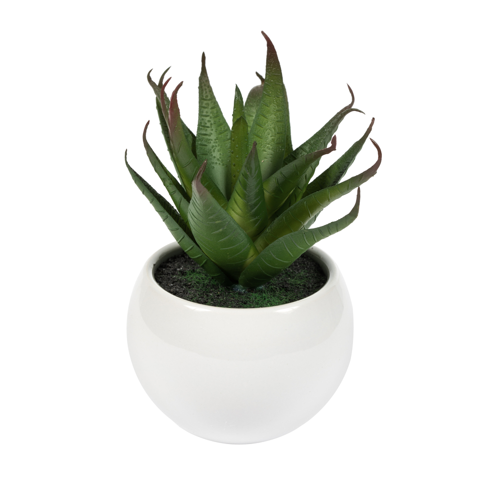 5 in. Green, Red & Grey Succulent White Pot - Set of 3