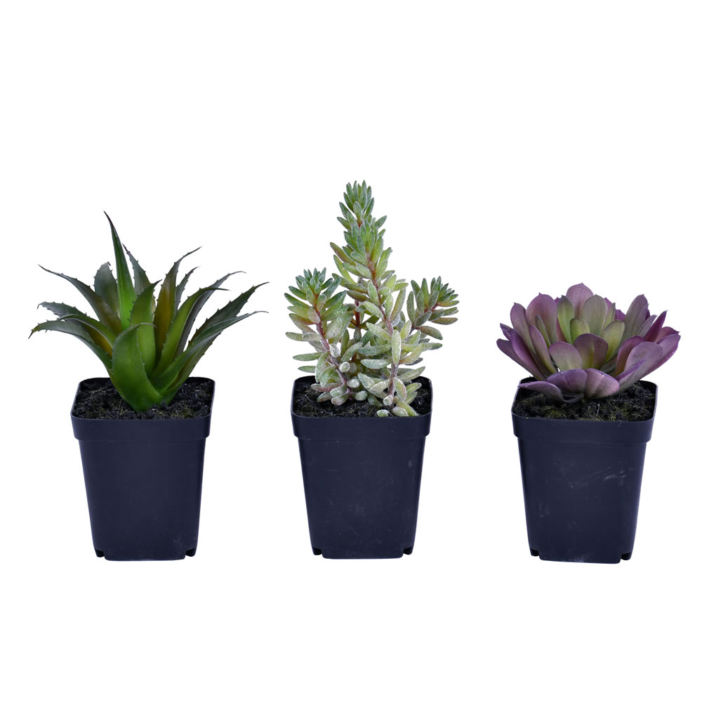 7 in. Green Potted Succulent Set