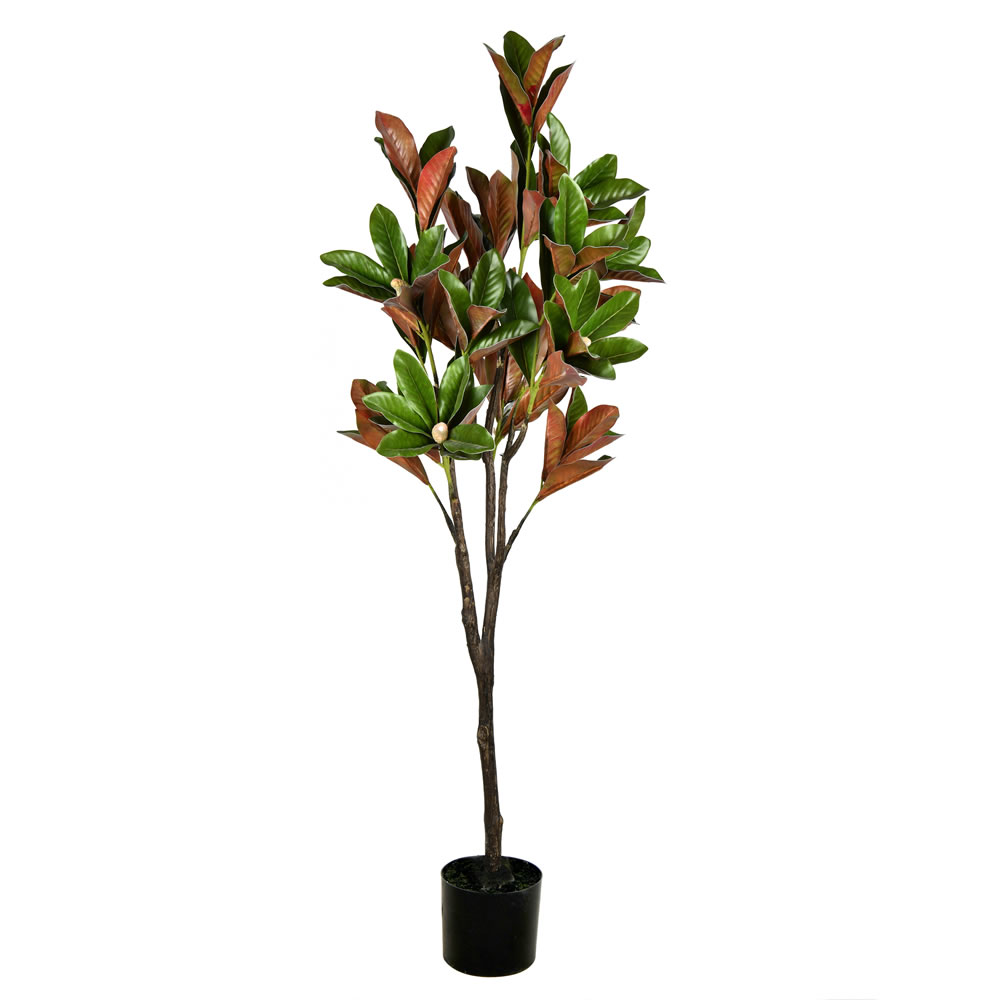 6 ft. Green Potted Magnolia Tree in Pot