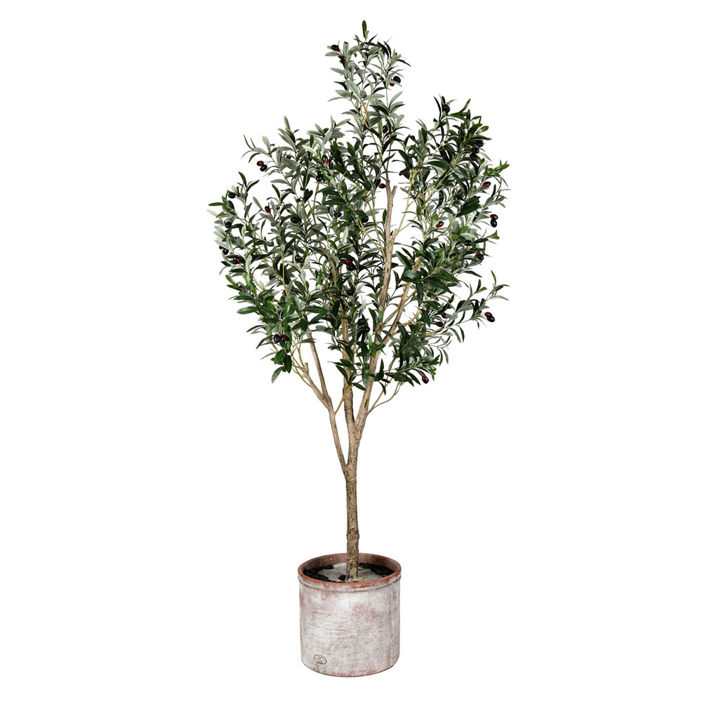 6 ft. Green Potted Olive Tree in Pot