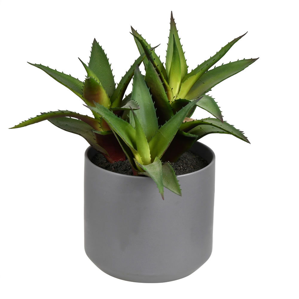 10 in. Green Potted Aloe Assortment