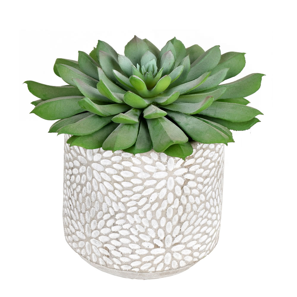 FH191106 6 in. Green Potted Succulent