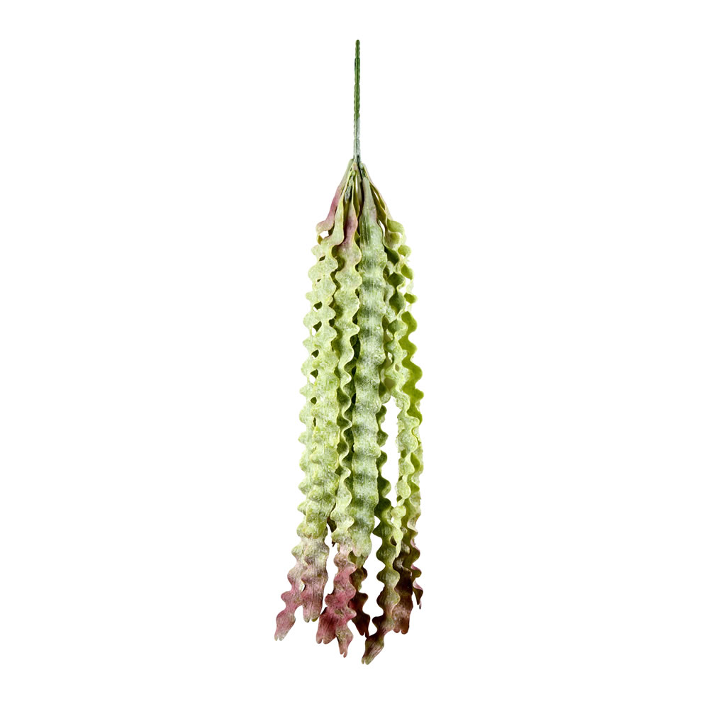 22 in. Green Seatangle Plant