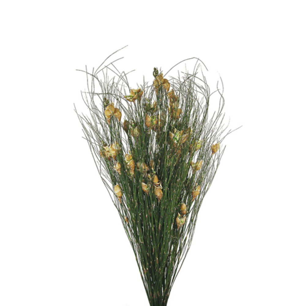 15-20 in. Bell Grass with Natural Bell Female Pod - 5-6 oz Bundle
