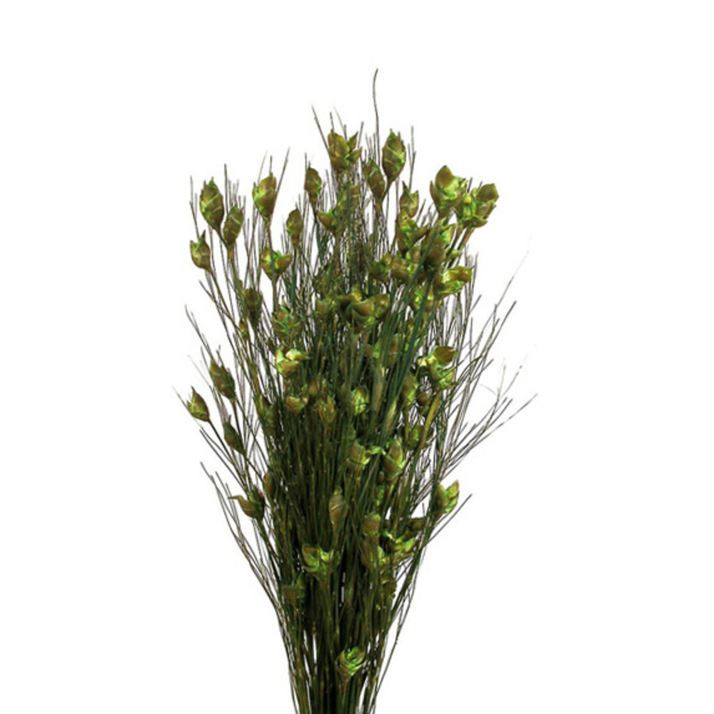 15-20 in. Bell Grass with Basil Bell Female Pods - 5-6 oz Bundle