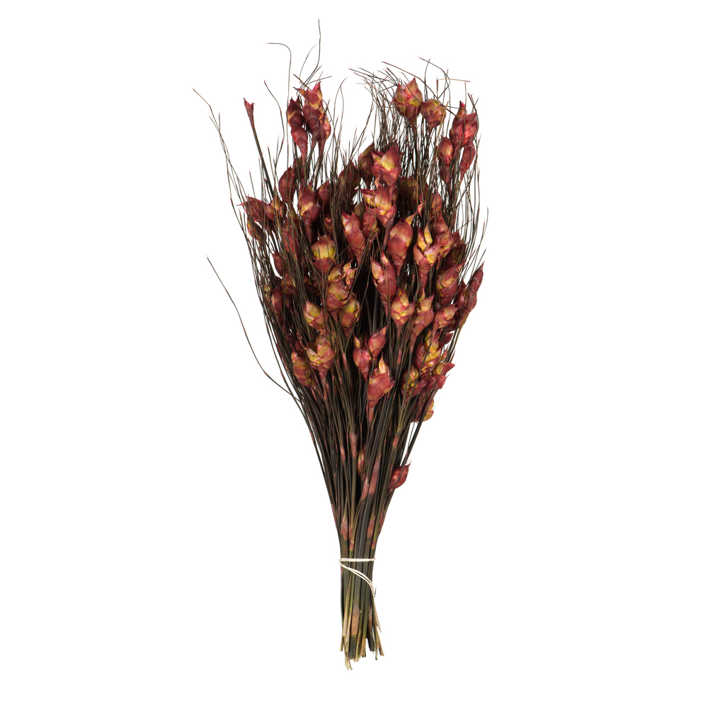 15-20 in. Bell Grass with Red Bell Female Pods - 5-6 oz Bundle