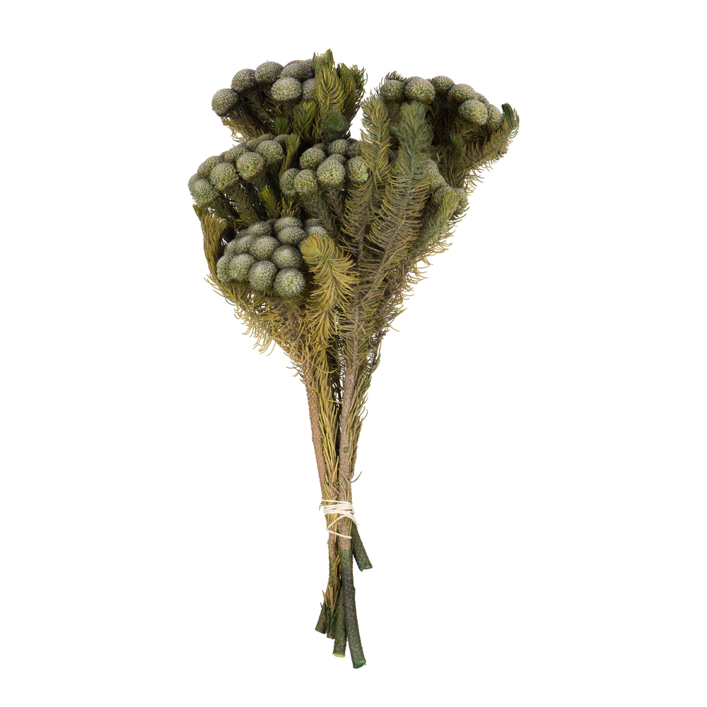 12-16 in. Natural Green Brunia - 4 oz Bundle