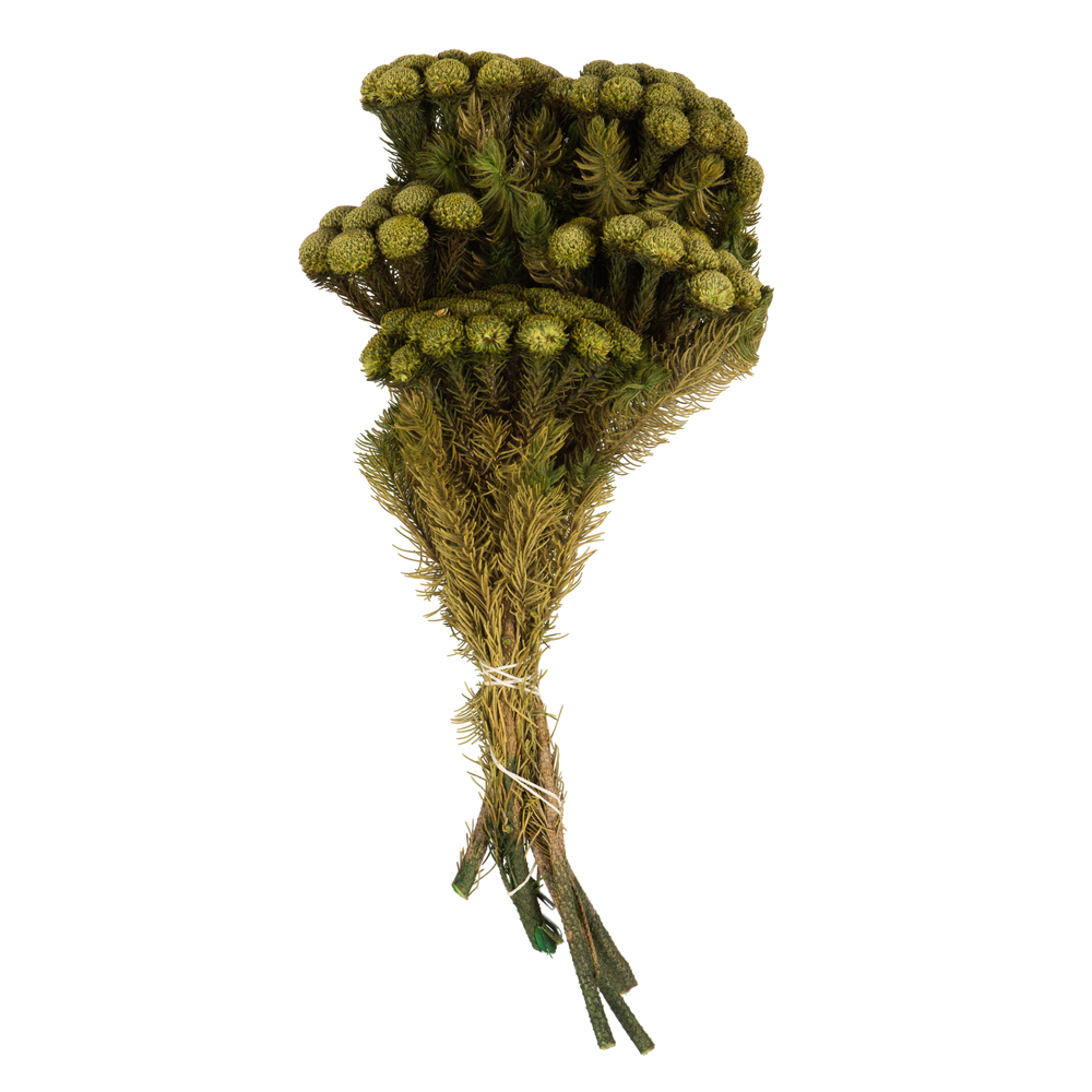 12-16 in. Yellow & Green Brunia Stems