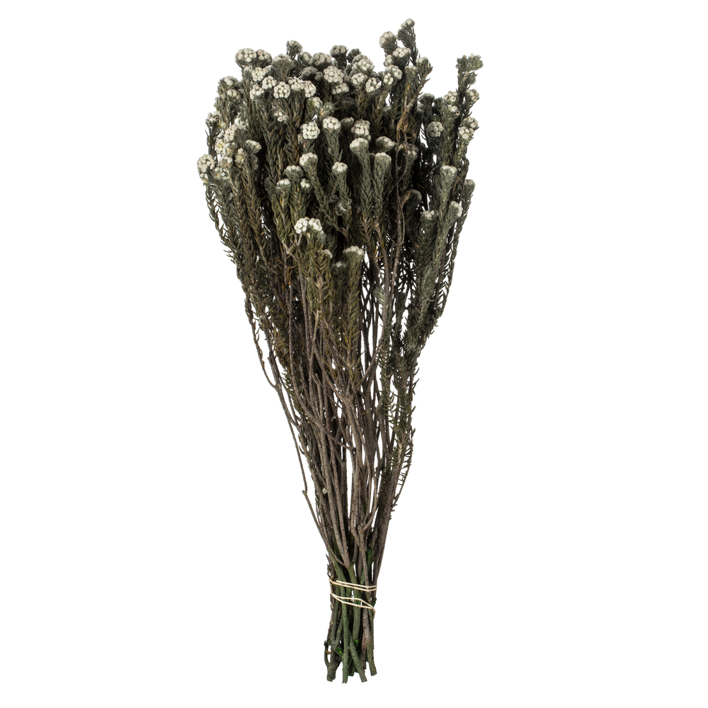 16-22 in. Natural Cotton Phylica - 4.5 oz Bundle