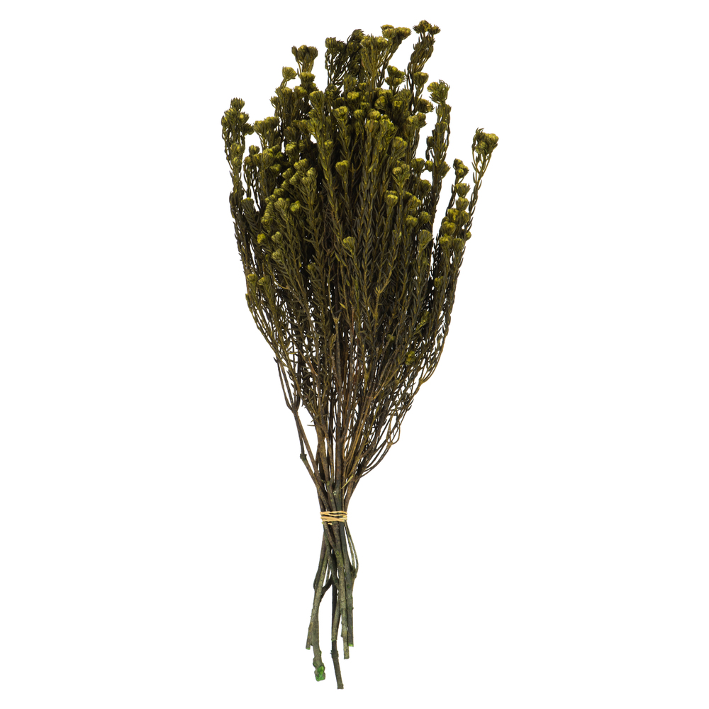 16-22 in. Basil Cotton Phylica - 4.5 oz Bundle