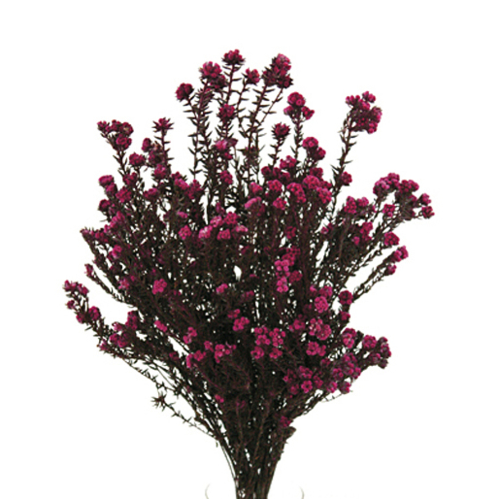 16-22 in. Erica Pink Cotton Phylica - 4.5 oz Bundle