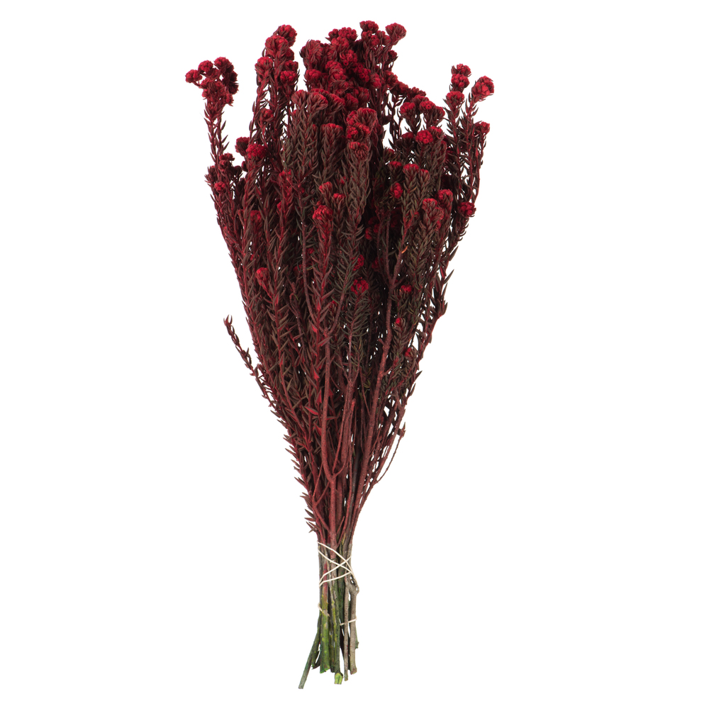 16-22 in. Red Cotton Phylica - 4.5 oz Bundle