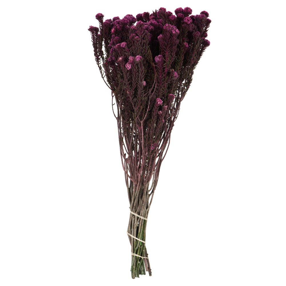 16-22 in. Purple Orchid Cotton Phylica Bundle