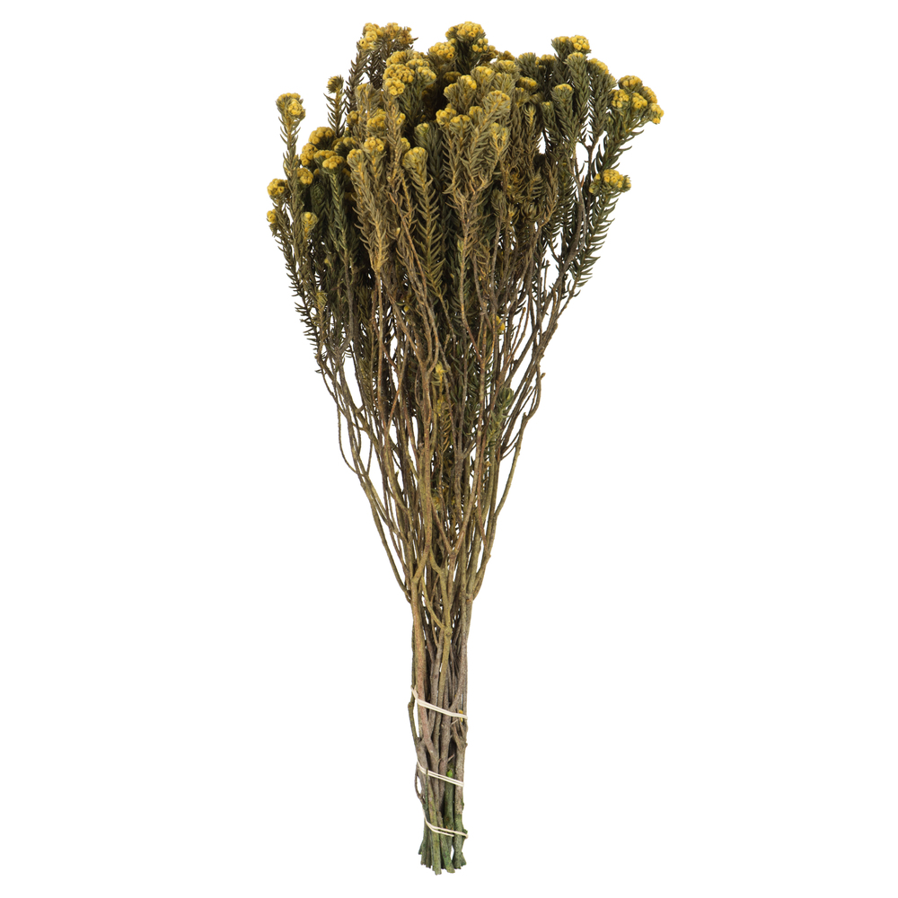 16-22 in. Yellow Cotton Phylica - 4.5 oz Bundle