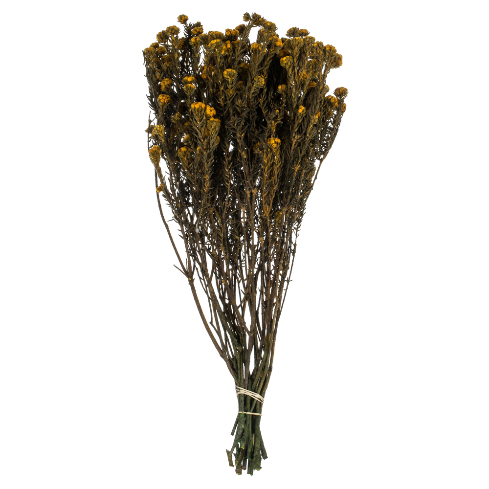16-22 in. Aspen Gold Cotton Phylica - 4.5 oz Bundle
