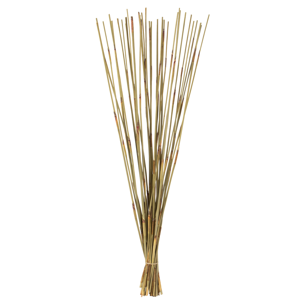 40-42 in. Natural Elephant Reed - 10 oz Bundle