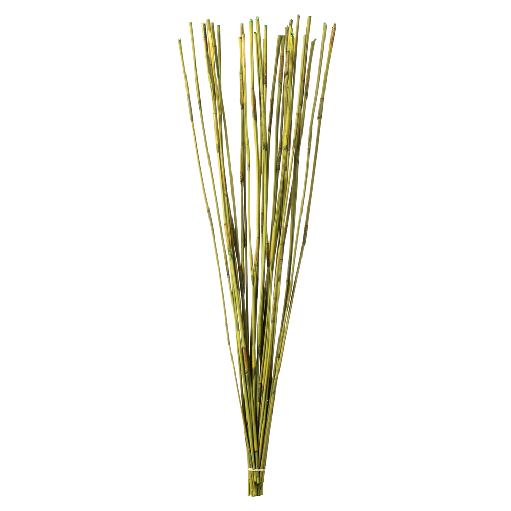 40-42 in. Basil Elephant Reed - 10 oz Bundle
