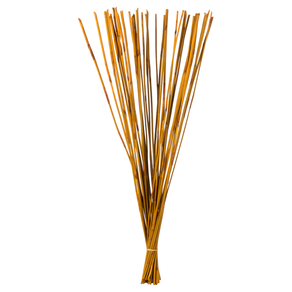 40-42 in. Aspen Gold Elephant Reed - 10 oz Bundle