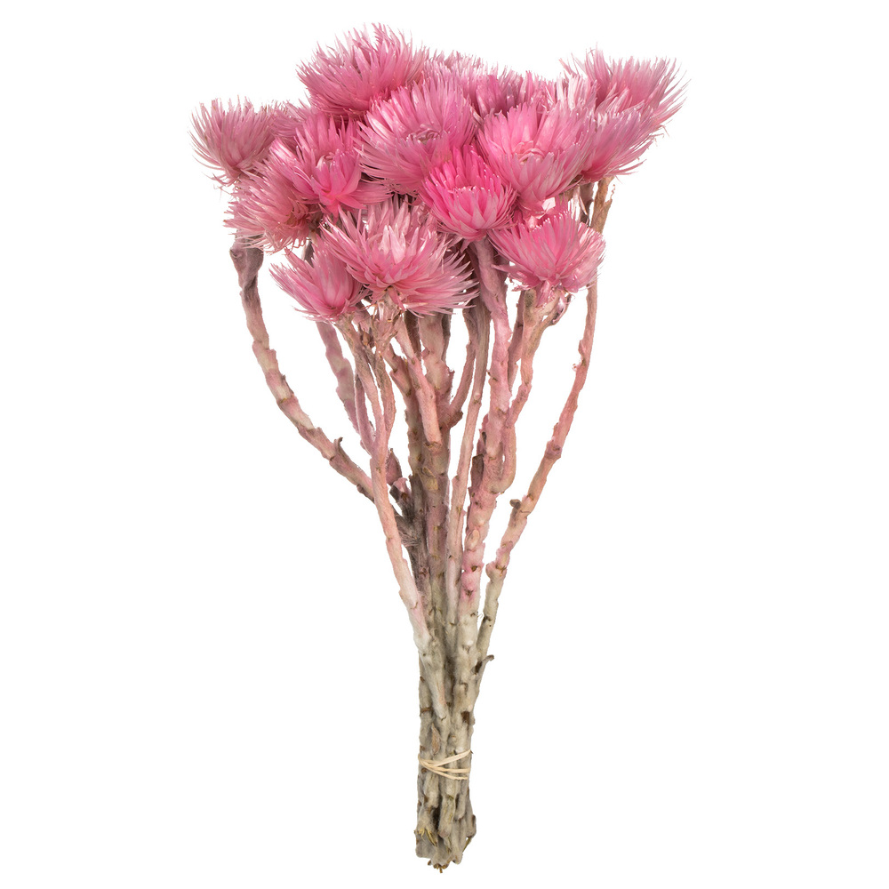 13-14 in. Light Pink Everlasting Flowers