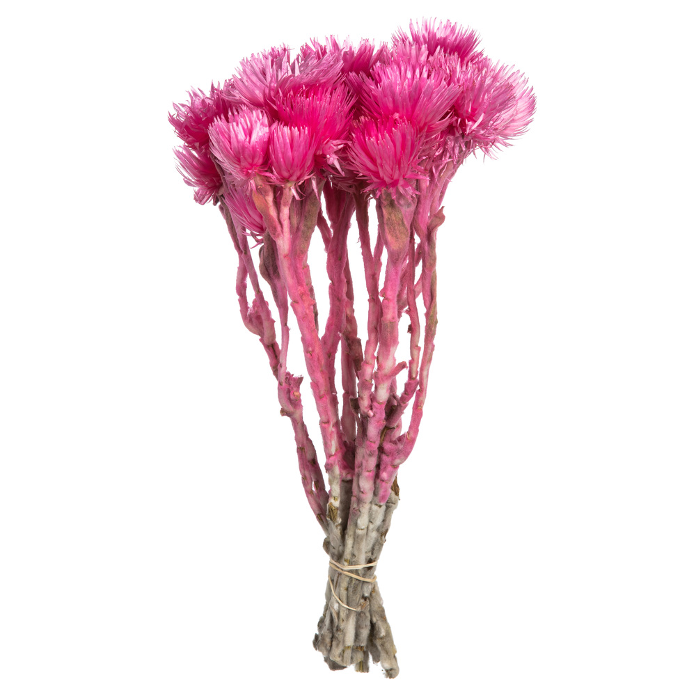 13-14 in. Bright Pink Everlasting Flowers