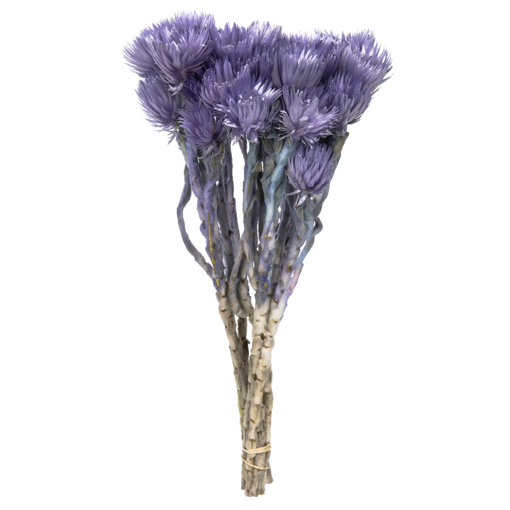 13-14 in. Light Purple Everlasting Flowers