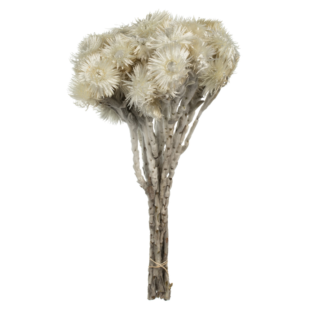 13-14 in. Natural White Everlasting Flowers