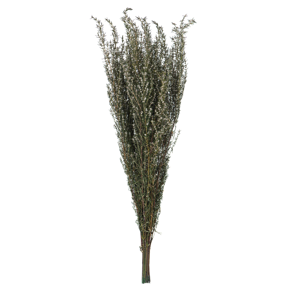22-26 in. Natural White Grabia with 5-6 oz Bunch