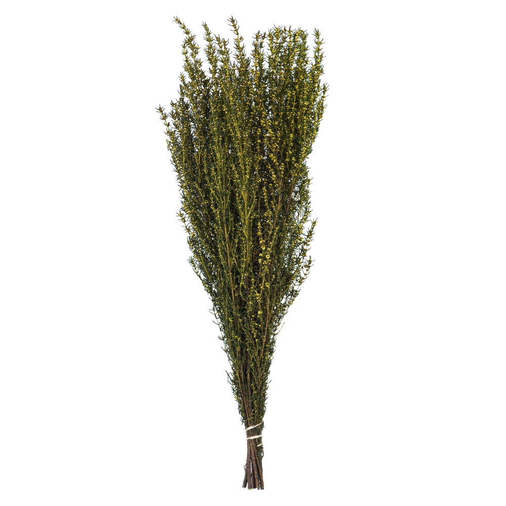 22-26 in. Yellow Grabia with 5-6 oz Bunch