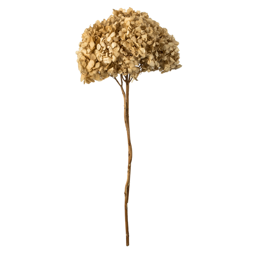 15-18 in. Ivory Hydrangea Stems