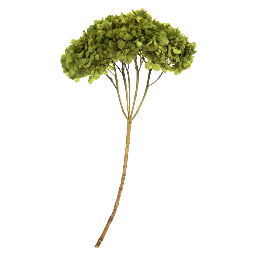 15-18 in. Basil Hydrangea Stems