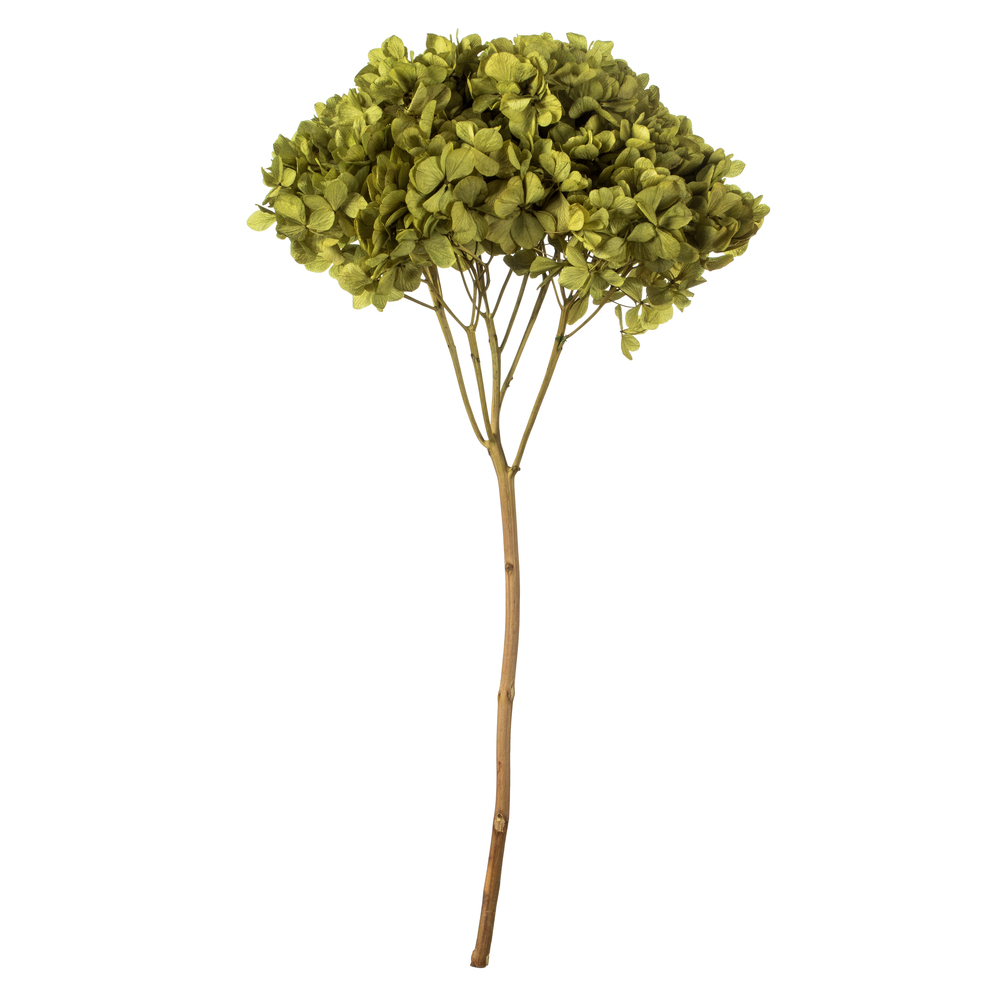 15-18 in. Antique Moss Hydrangea Stems