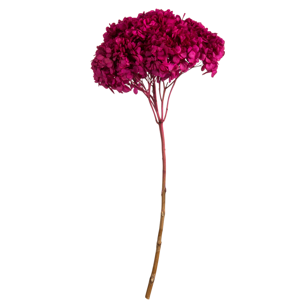 15-18 in. Raspberry Hydrangea Stems