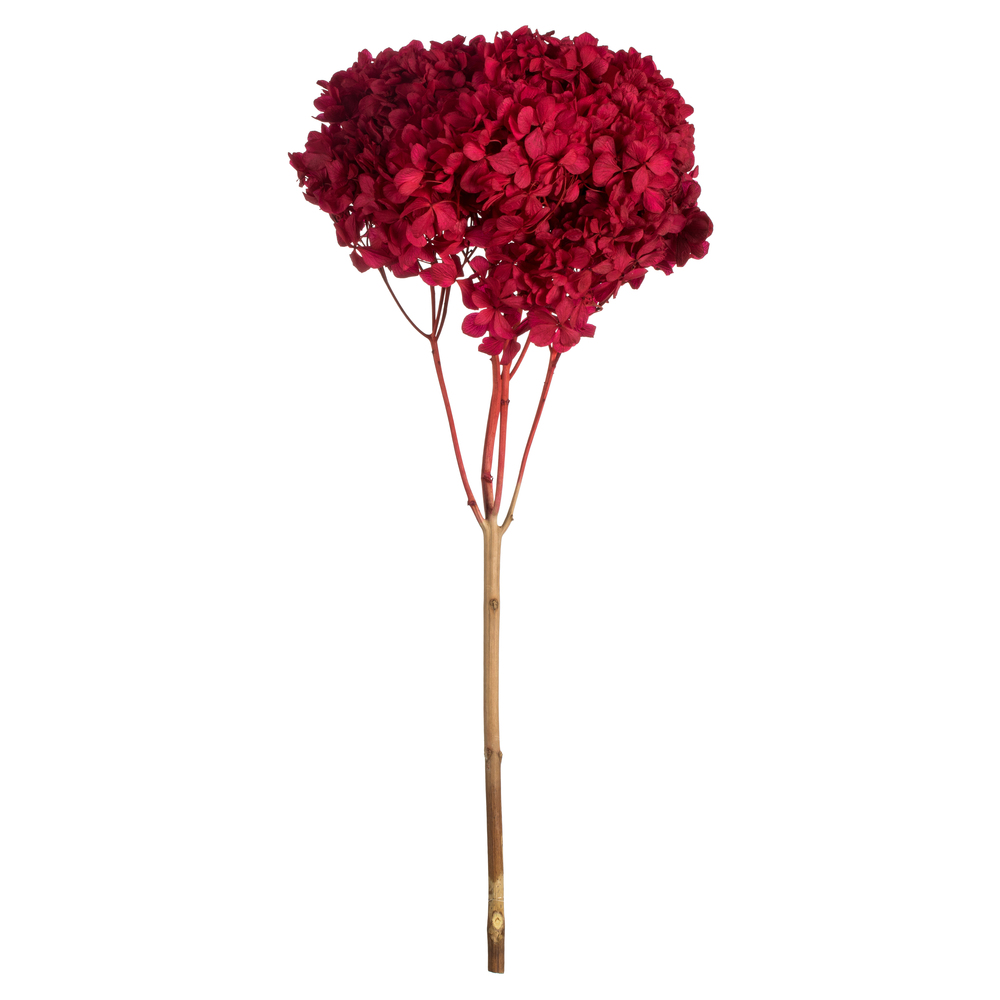 15-18 in. Red Hydrangea Stems